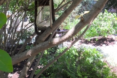 After Garden Oasis Hidden Treasures within the Trees